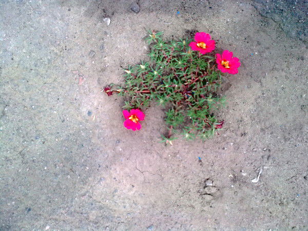 Солнечный Лучик