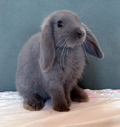 Олеся Борзакова