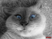 Владимир Бондаренко