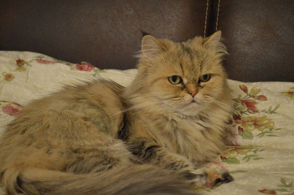 Наталья Свечникова