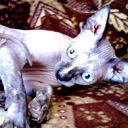 Raisa Makarenko