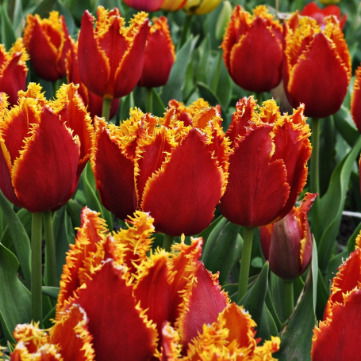 Магира Сопбекова