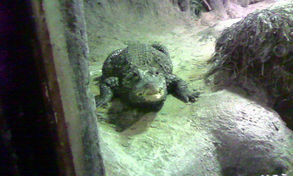 Юрий Пашнин