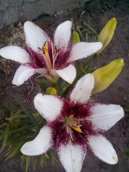 Лена Тимошенко