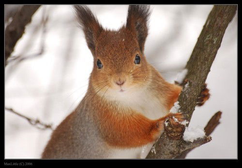 Оксана Павлюченко