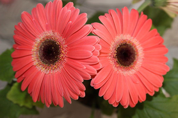 Анастасия Петренко