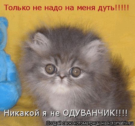 Мяу-Мяу Мур-Мур