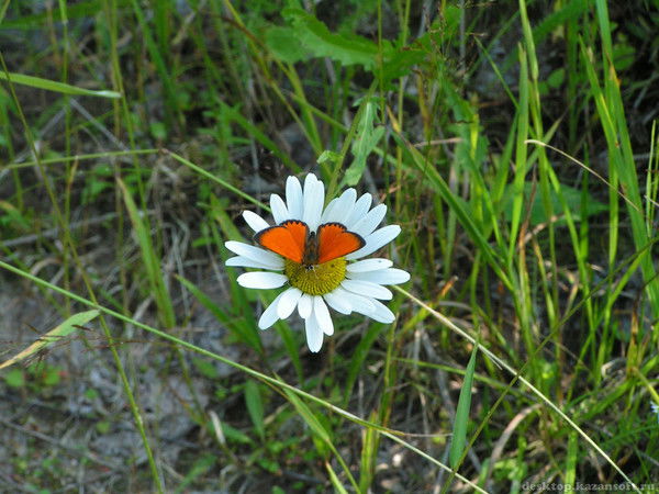 Лариса Илюхина