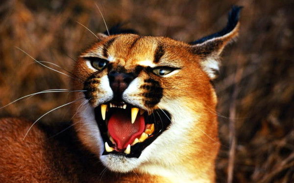 Асан Дервишев