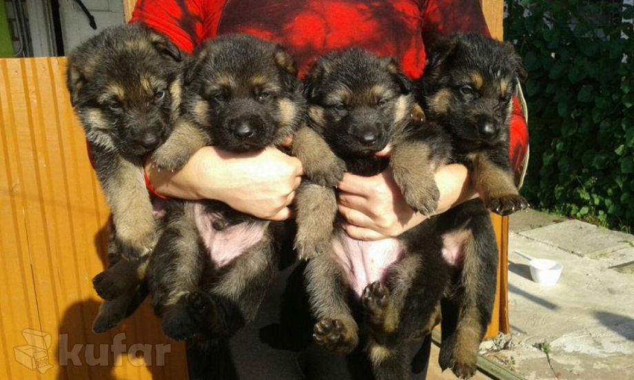 Вероника Лошик