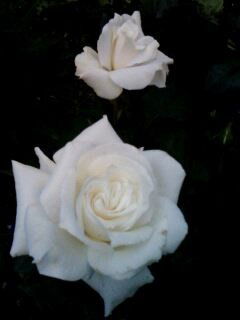 Ольга Казанцева