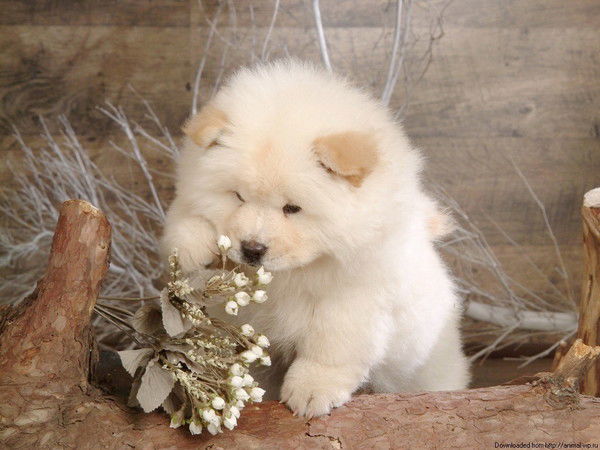 Анжела Голышкова