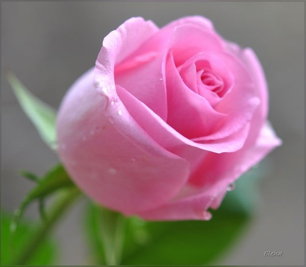 Жанна Шарыкбаева