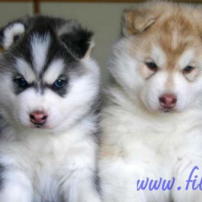 Валерия Шкурко