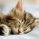 Пользователь Пк