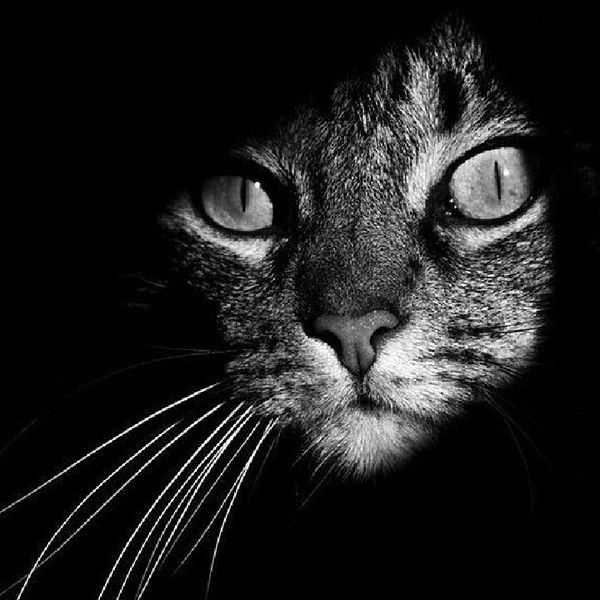 Александр Шлапаков