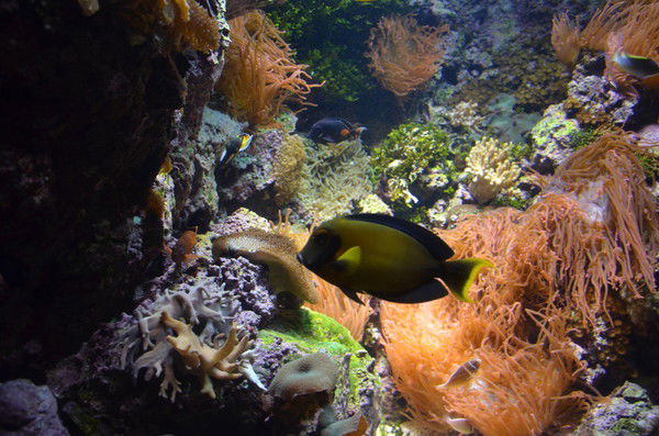 Ирина Лысеева