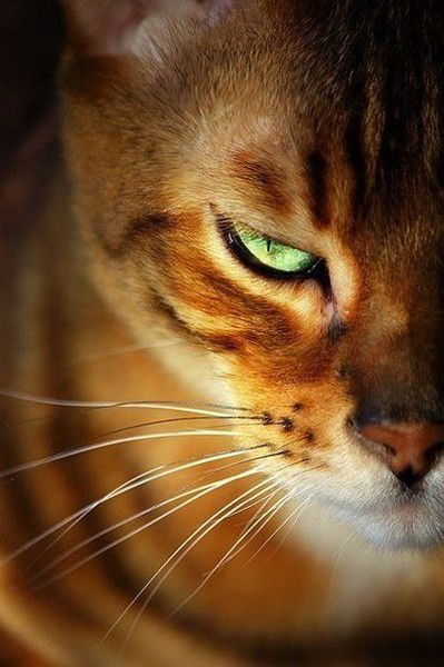 Иосиф Кабзон