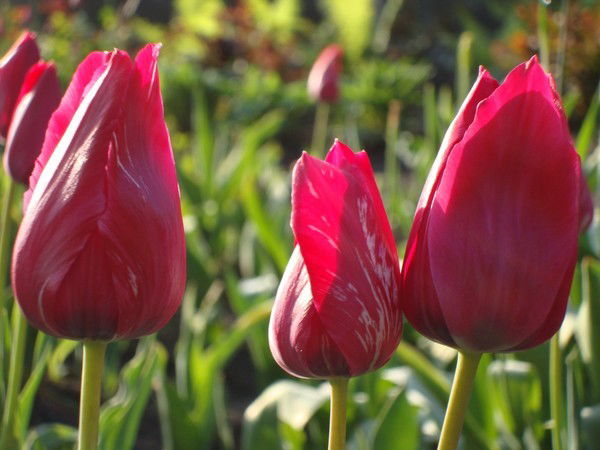 Люзия Алиева