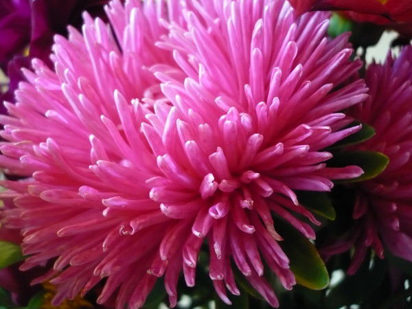 Юлия Лобанова