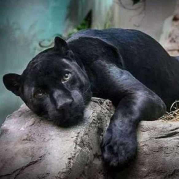 Волженин Владимир