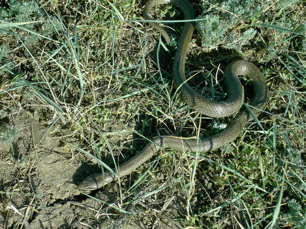 Ольга Хисматуллина