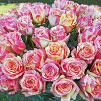 Альфия Гильманова