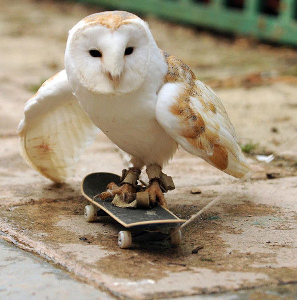 Ирина Полянская