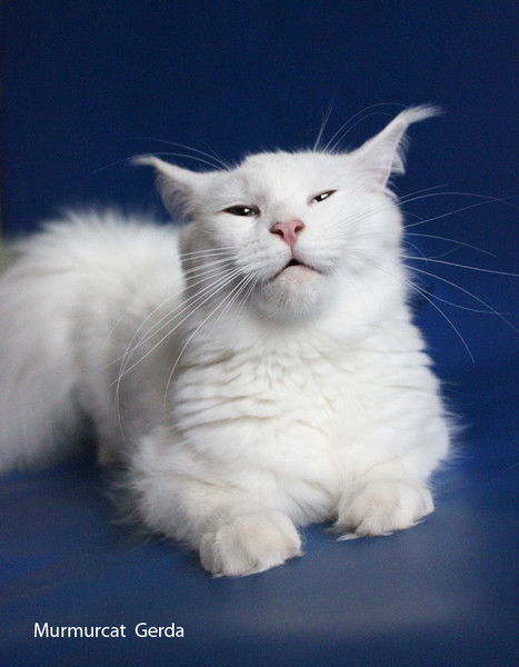 Ирина Зайцева