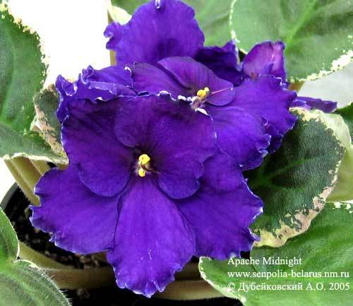 Ольга Виноградова