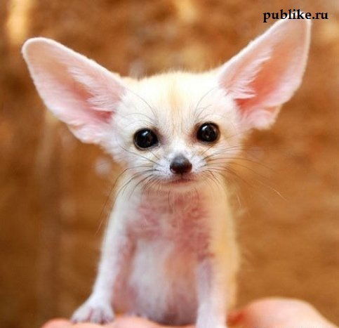 Татьяна Стражкова