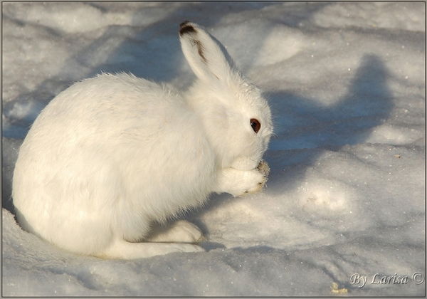 Анатолий Заец