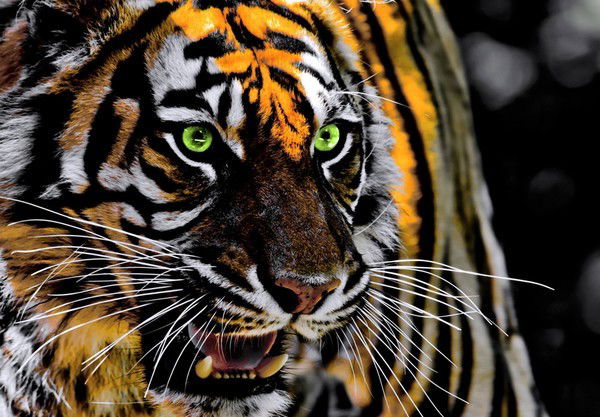 Северянин ******