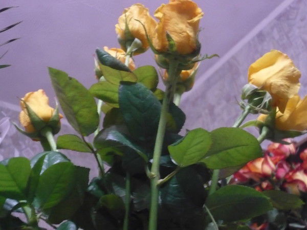 Татьяна Грудина