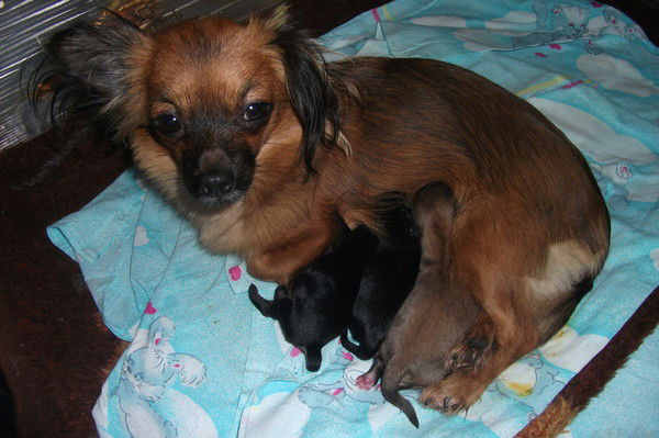 Виола Ильенко