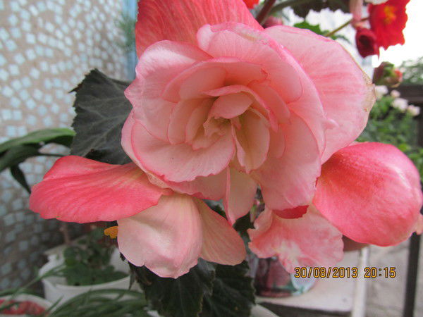 Валентина Максименко