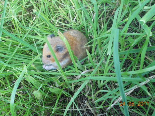 Лейсан Савина