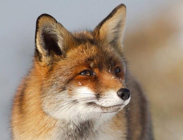 Лилия Коновал