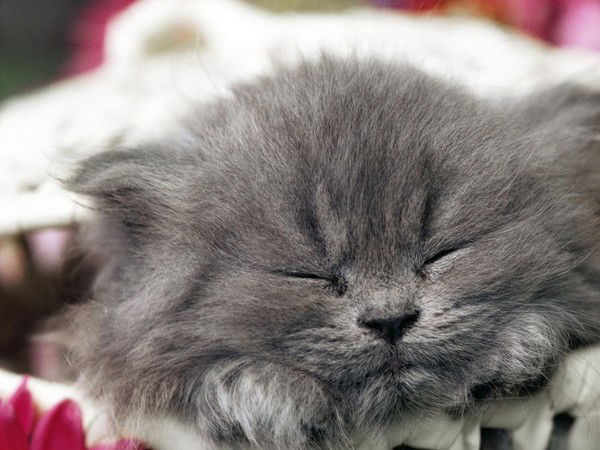 Елена Крылова