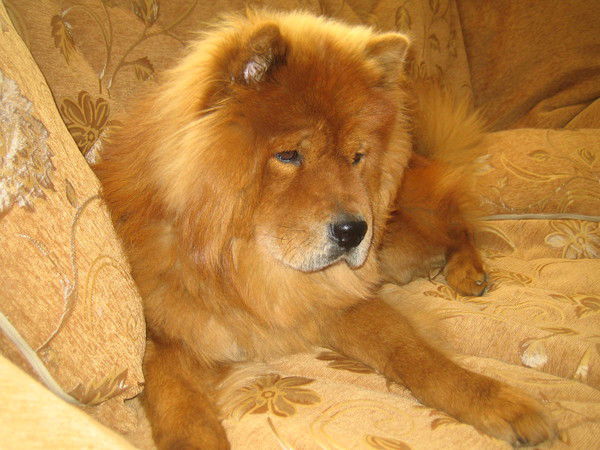 Александр Корташов