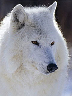 Сергей Усачев