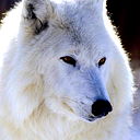 Сергей Усачев