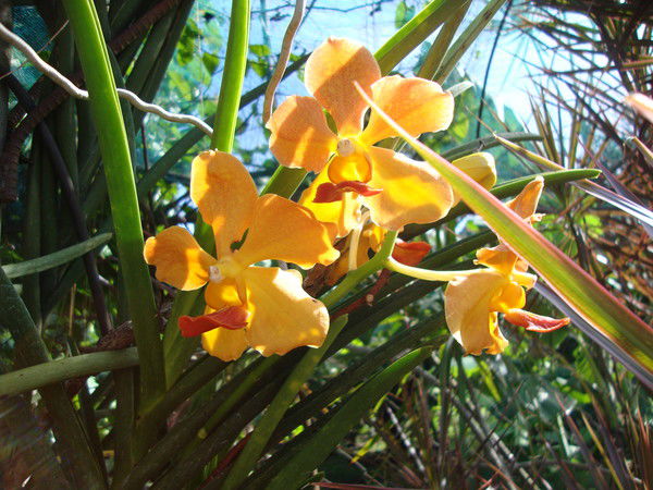 Ольга Чубуклиева