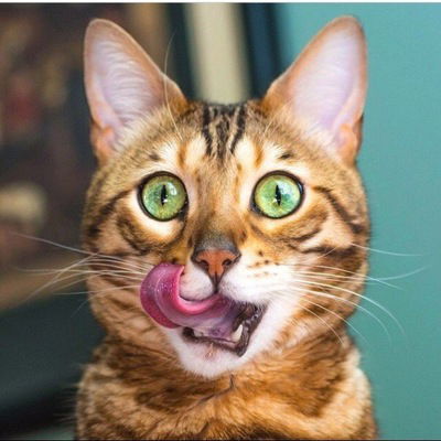 Александра Золотова