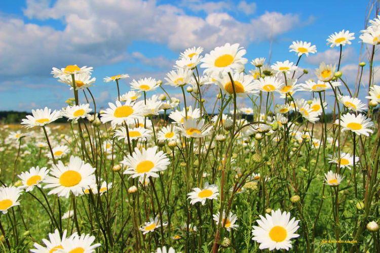 Ваня Иванов