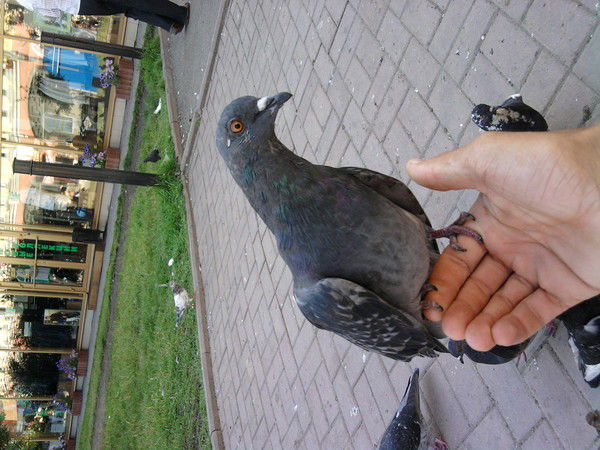 Виталий Медведев