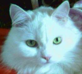 Ольга Подойникова