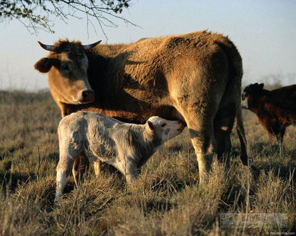 Сергей Демешин