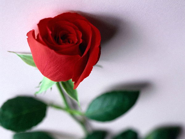 Диля Абдуллаева