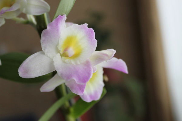 Ирина Конева